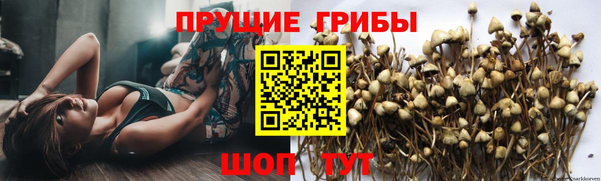 Галлюциногенные грибы мицелий Кандалакша